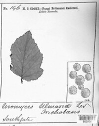 Triphragmium ulmariae image